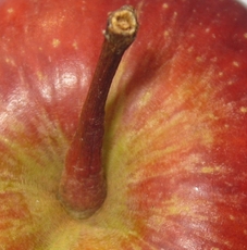 Apfel-Stängel-3.jpg